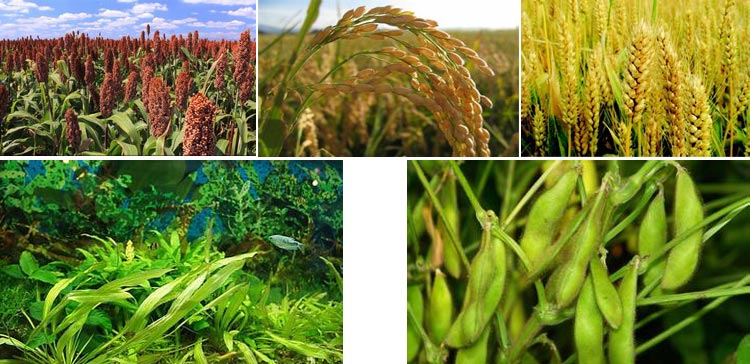 浙江魚飼料蜜桃AV在线网址采購注意事項