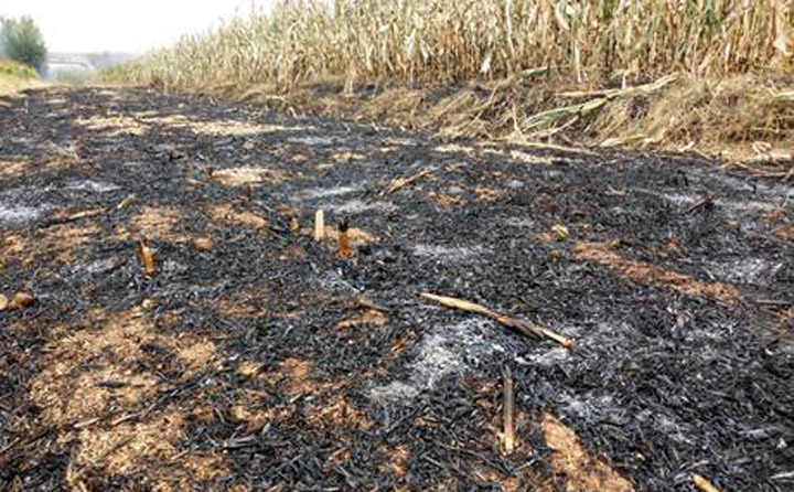 生物質蜜桃AV在线网址械