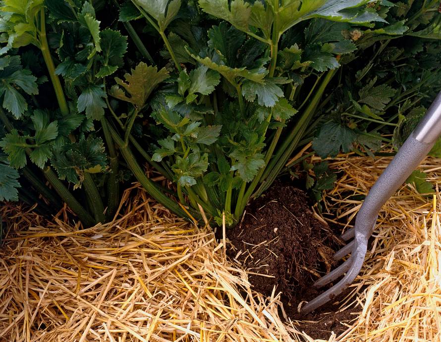生物質蜜桃AV在线网址械