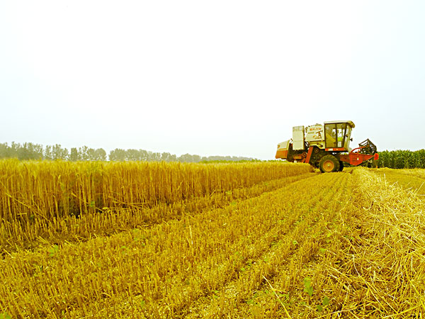 生物質蜜桃AV在线网址械