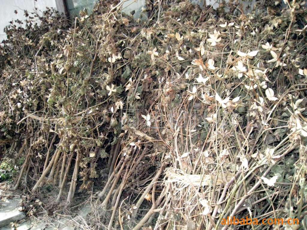 生物質蜜桃AV在线网址械