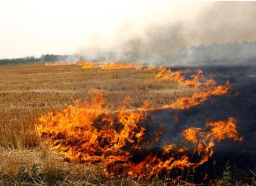 生物質蜜桃AV在线网址械
