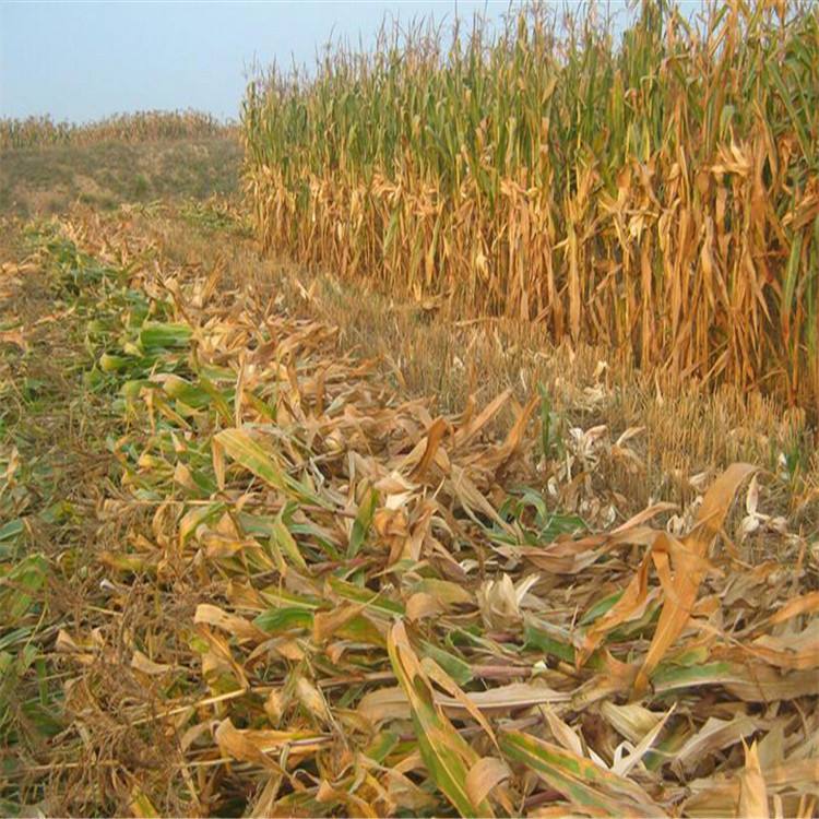 生物質蜜桃AV在线网址原料秸稈