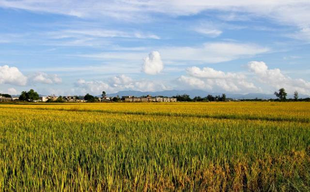 生物質蜜桃AV在线网址械