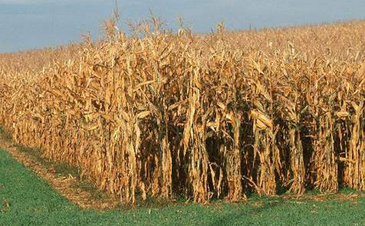 生物質蜜桃AV在线网址械