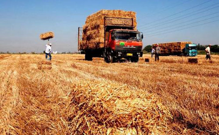 生物質蜜桃AV在线网址原料