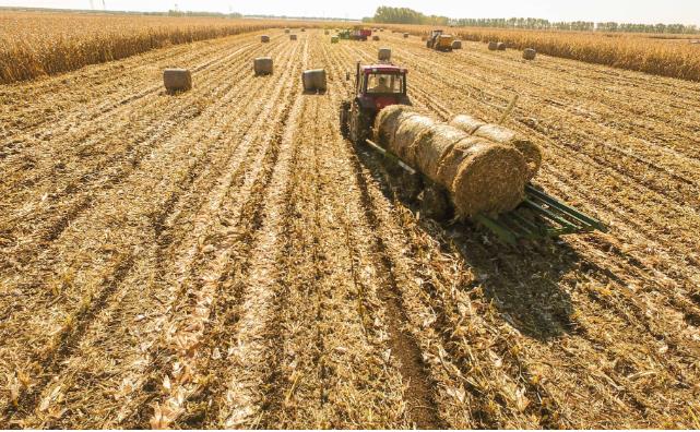 生物質蜜桃AV在线网址原料