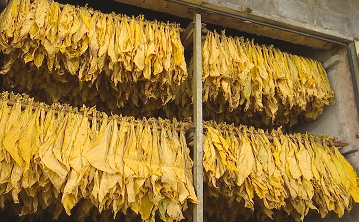 生物質燃料蜜桃AV在线网址顆粒全產業鏈，利用木材邊角料、秸稈、稻草、稻殼、花生殼、玉米芯、油茶殼、棉籽殼等廢料，加工形成塊狀和顆粒狀環保新能源，助力烤煙烘烤，推進鄉村振興