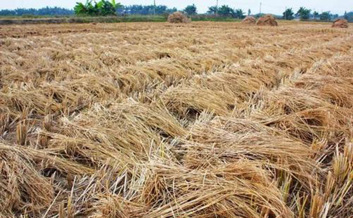 在湖南，每年小麥的收割季的時候，秸稈焚燒的問題都令蜜桃性爱视频頭疼，到底有沒有更加科學合理的方式來解決秸稈問題呢？