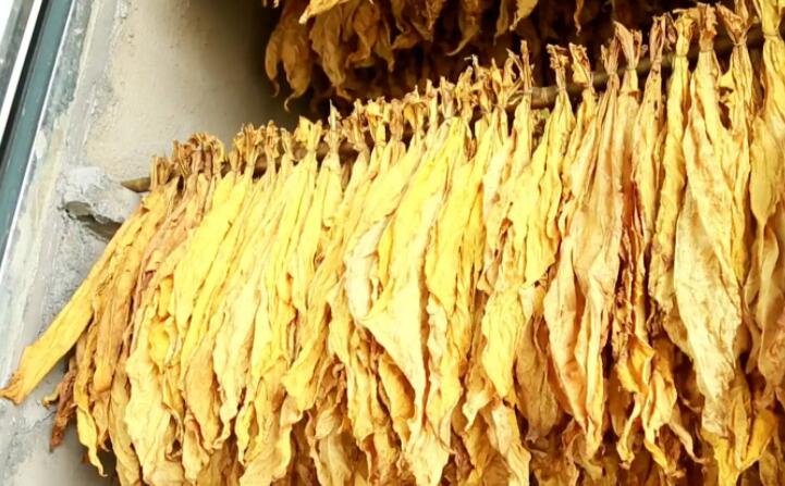 湖北秭歸煙草：“低碳”助力綠色發展