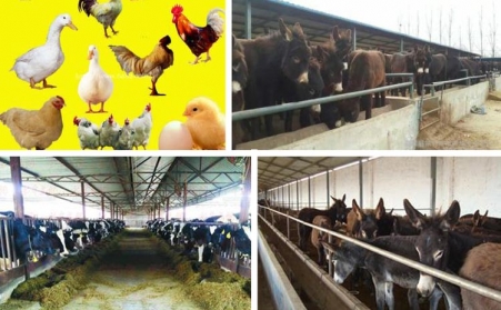 浙江魚飼料蜜桃AV在线网址采購注意事項