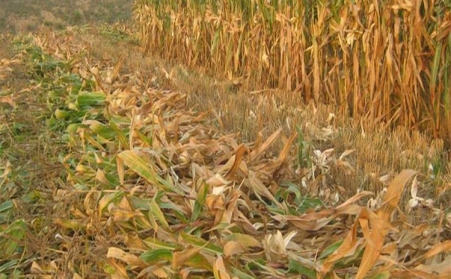 生物質蜜桃AV在线网址開發生物質能對我國能源發展具有特殊意義