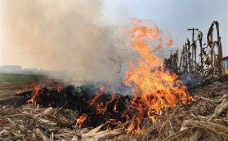 秸稈蜜桃AV在线网址讓秸稈成農民眼中“香餑餑”！