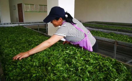 濟寧茶企推廣使用生物質燃料蜜桃AV在线网址顆粒新燃料,經濟效益和生態效益雙贏