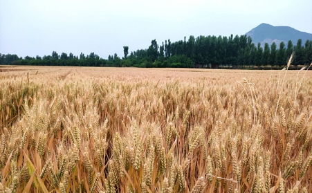 “十四五”循環經濟發展規劃：到2025年農作物秸稈綜合利用率保持在86%以上