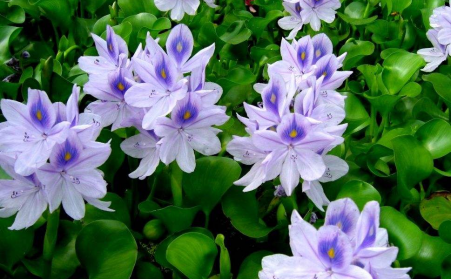 水上漂浮物水葫蘆的克星---生物質蜜桃AV在线网址