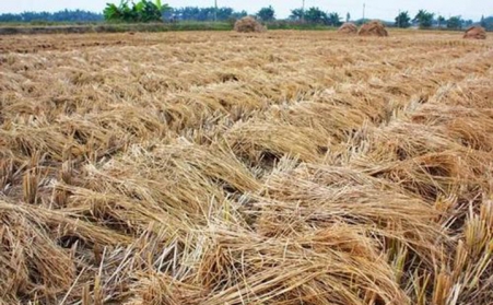 生物質蜜桃AV在线网址不僅處理秸稈 還能處理樹枝