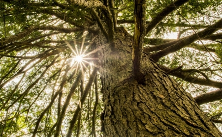 生物質蜜桃AV在线网址，主要都加工哪些原料？