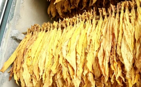 湖北秭歸煙草：“低碳”助力綠色發展