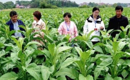 江西吉安：生物質烘烤 &ldquo;點燃&rdquo; 煙葉產業綠色轉型之路
